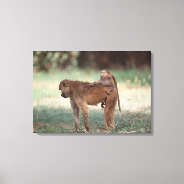 Anubis Baboon Canvas Print (Front)