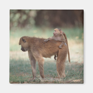 Anubis Baboon Magnet