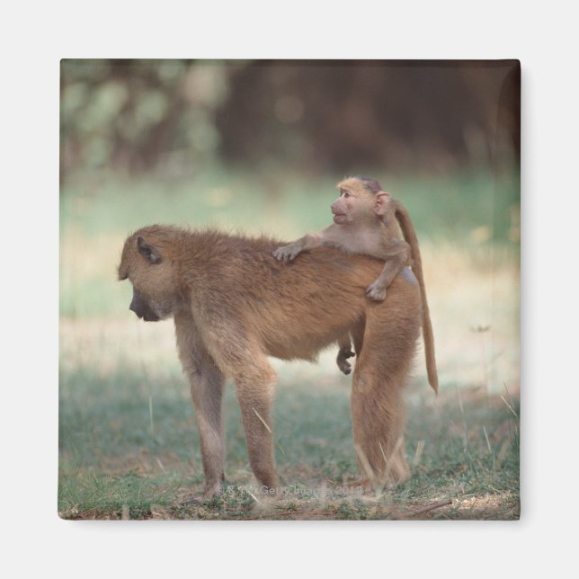 Anubis Baboon Magnet (Front)