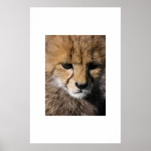 Anubis Poster