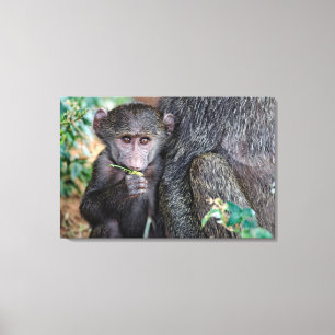 Anubus Baboon   Lake Manyara Nat. Park Tanzania Canvas Print