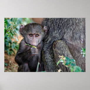 Anubus Baboon   Lake Manyara Nat. Park Tanzania Poster