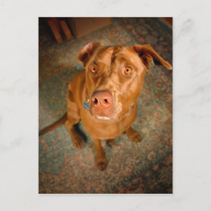 Anxious Chocolate Lab Pit Mix Dog Postcard