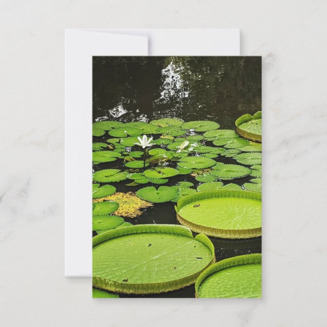 Any Occasion Cards (Front)