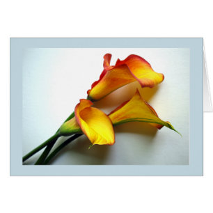 Any Occasion Mango Coloured Calla Lily Photograph