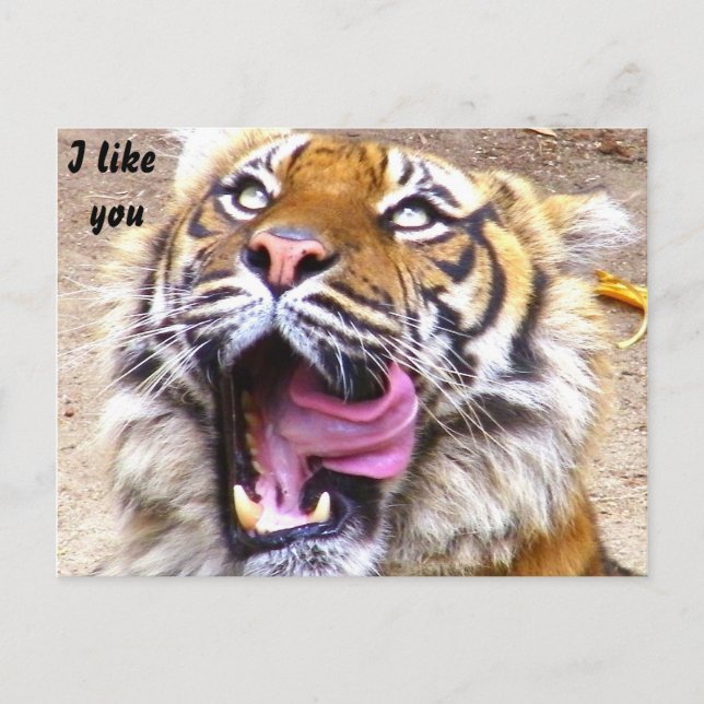 Any Occasions_ Postcard (Front)