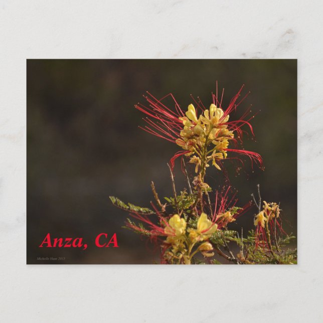 Anza, CA Postcard (Front)