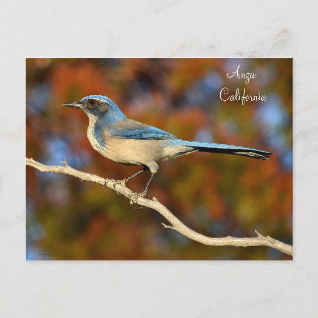 Anza California Bird Postcard (Front)