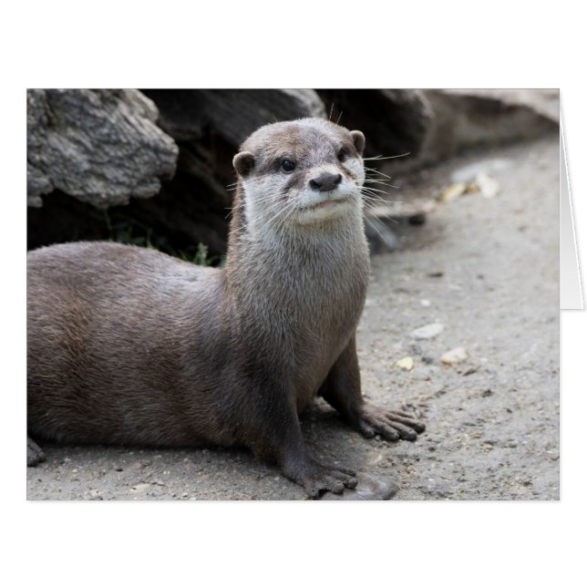 Aonyx cinerea (Front Horizontal)