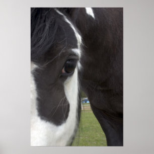 Apache Gypsy Vanner Cob Poster