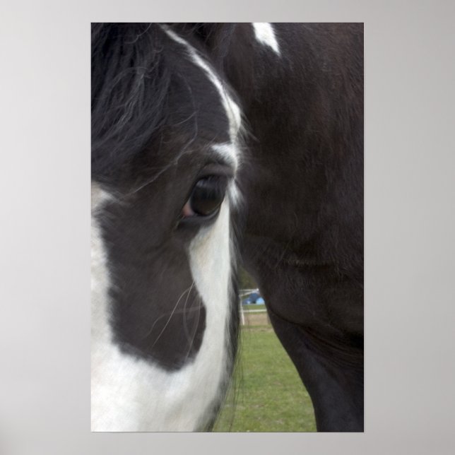 Apache Gypsy Vanner Cob Poster (Front)