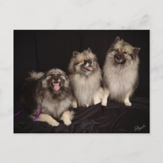 Apache Tells a Joke Postcard