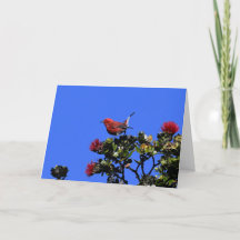 'Apapane Small Red Bird