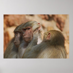 Ape caring for one another poster