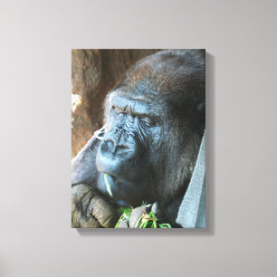 Ape hood ~ Japanese Gorilla Eating Canvas Print
