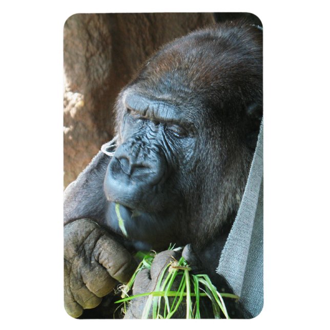 Ape hood ~ Japanese Gorilla Eating Magnet (Vertical)