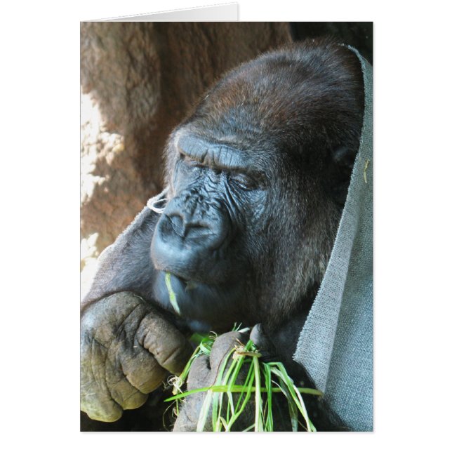 Ape Hotte ~ Japonais Gorilla Manger Carte de voeux (Devant)