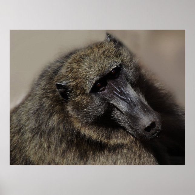 Apes love forever poster (Front)