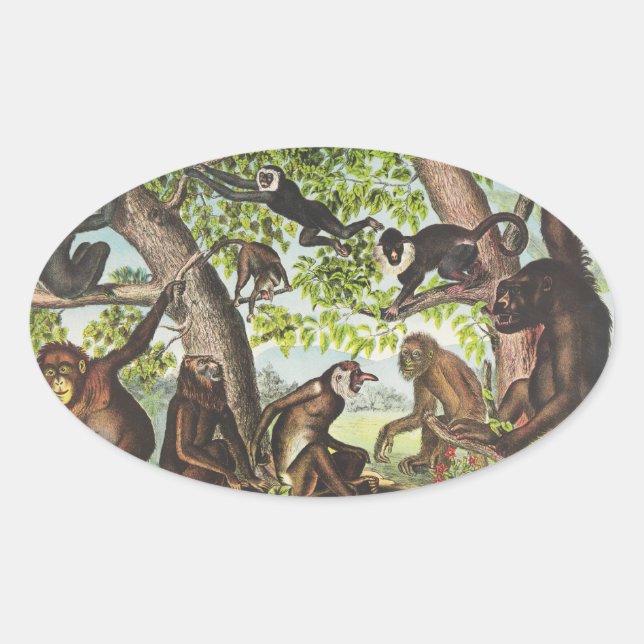 Apes & Primates Oval Sticker (Front)