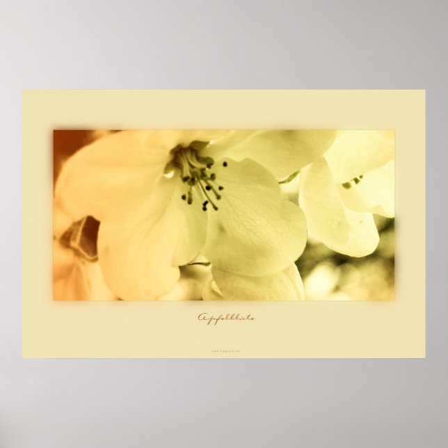 Apfelblüte Poster (Front)