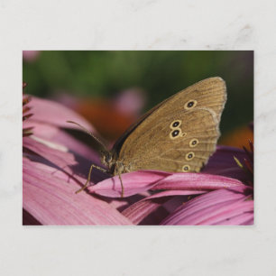 Aphantopus hyperantus postcard