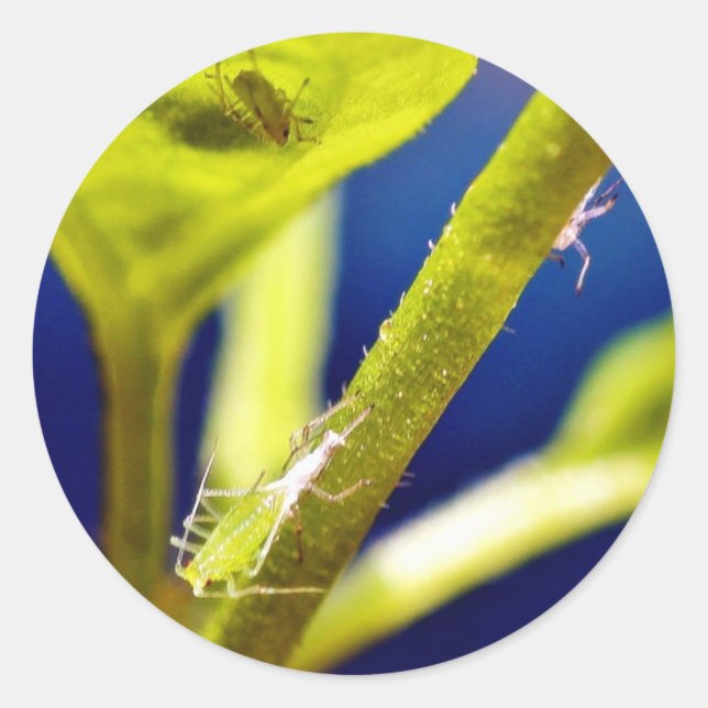 Aphids Classic Round Sticker (Front)