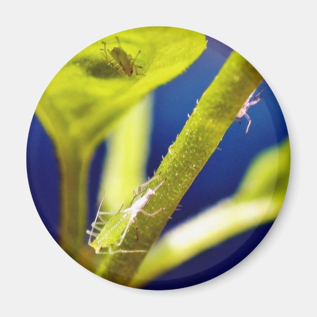 Aphids Magnet (Front)