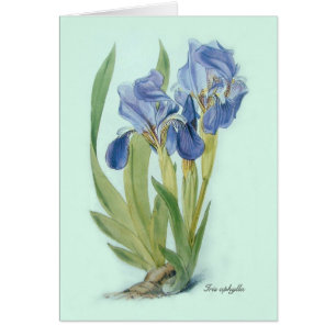 Aphylla d'iris
