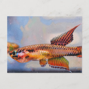 aphyosemion bitaeniatum ijebu ode Killifish Postcard