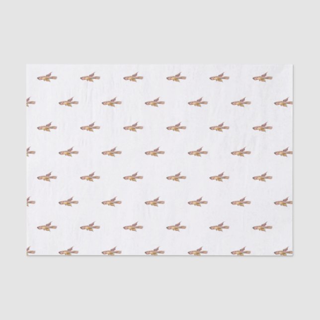 aphyosemion bitaeniatum ijebu ode Killifish Tissue Paper (Front)