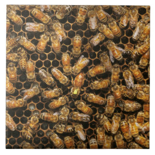 Apiary - Bee - A hail the queen Tile