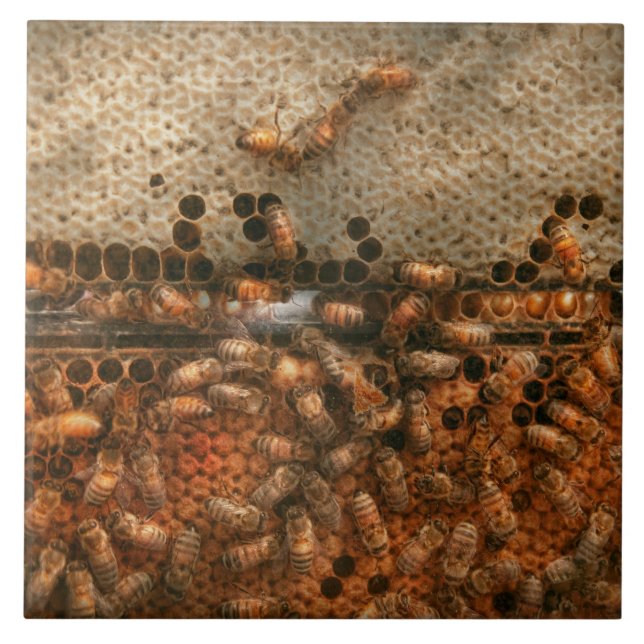 Apiary - Bee's - Sweet success Tile (Front)