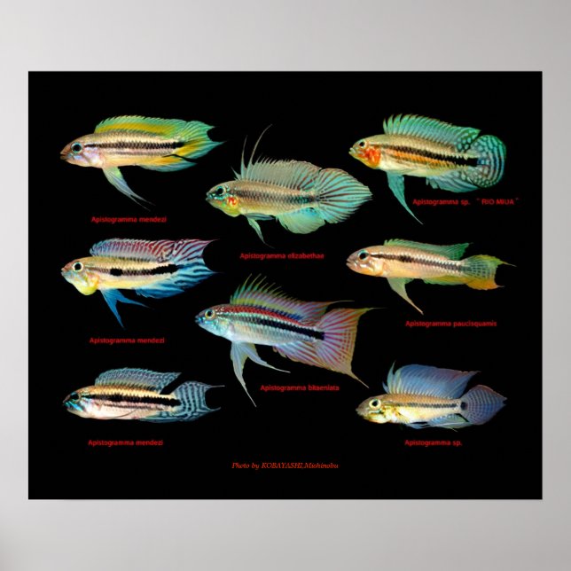 Apistogrammaの仲間のポスター Poster (Front)