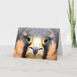 Aplomado Falcon photograph Card
