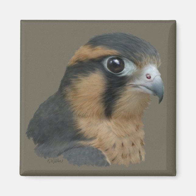 Aplomado Magnet (Front)