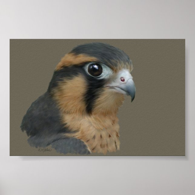 Aplomado Poster (Front)