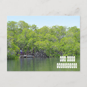 Apo Reef of Mindoro Philippines Postcard