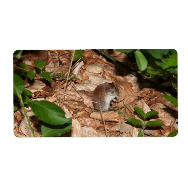 Apodemus sylvaticus (Devant)