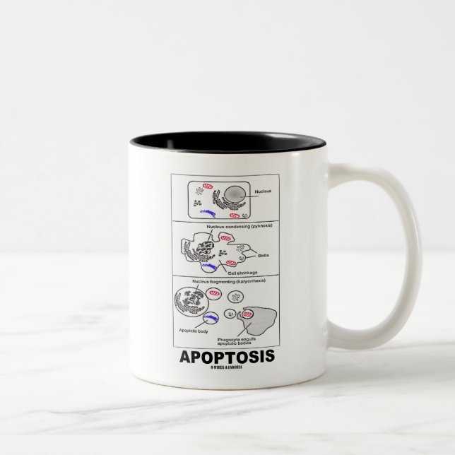 Apoptosis (Biology Cell Death) Two-Tone Coffee Mug (Right)
