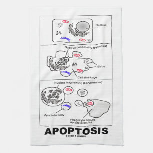 Apoptosis Biology Programmed Cell Death Kitchen Towel