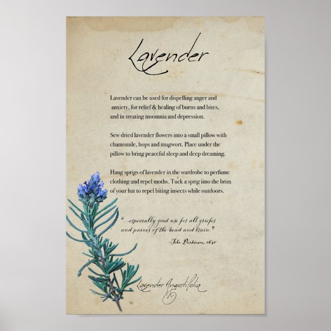 Apothécaire de plantes : Lavande | Poster botaniqu (Devant)