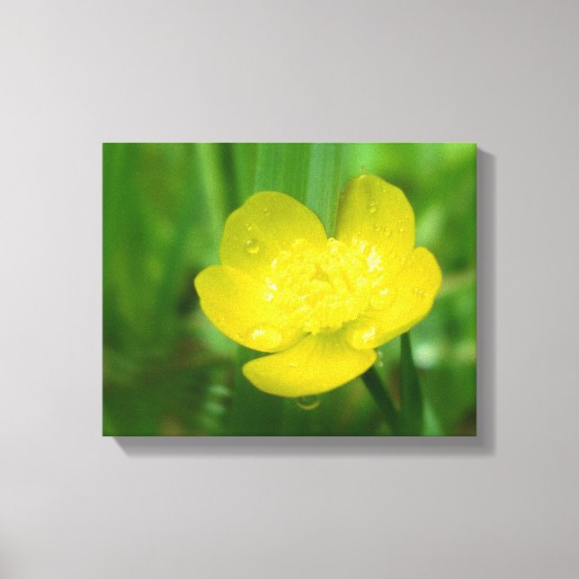 Appalachian Buttercup Canvas Print (Front)
