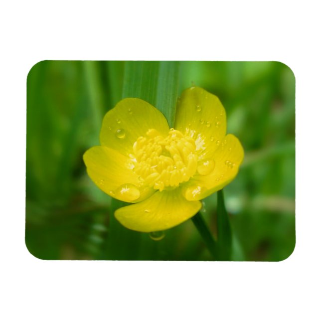 Appalachian Buttercup Flexible Magnet (Horizontal)