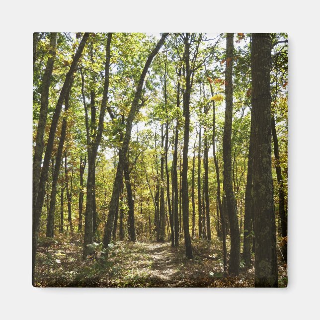 Appalachian Trail in October at Shenandoah Magnet (Front)