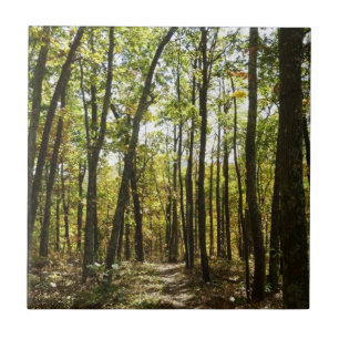 Appalachian Trail in October at Shenandoah Tile