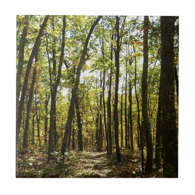 Appalachian Trail in October at Shenandoah Tile (Front)