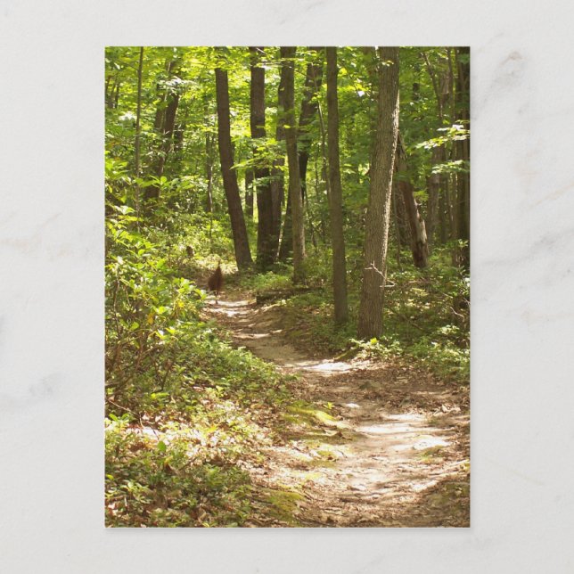 Appalachian trail turkey postcard (Front)
