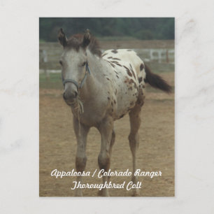 Appaloosa / Colorado Ranger ThooughbredColt Postcard