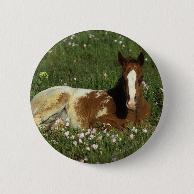 Appaloosa Foal Laying Down in Flowers 2 Inch Round Button (Front)