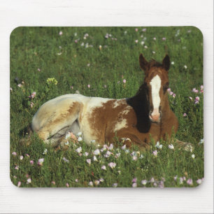 Appaloosa Foal Laying Down in Flowers Mouse Pad